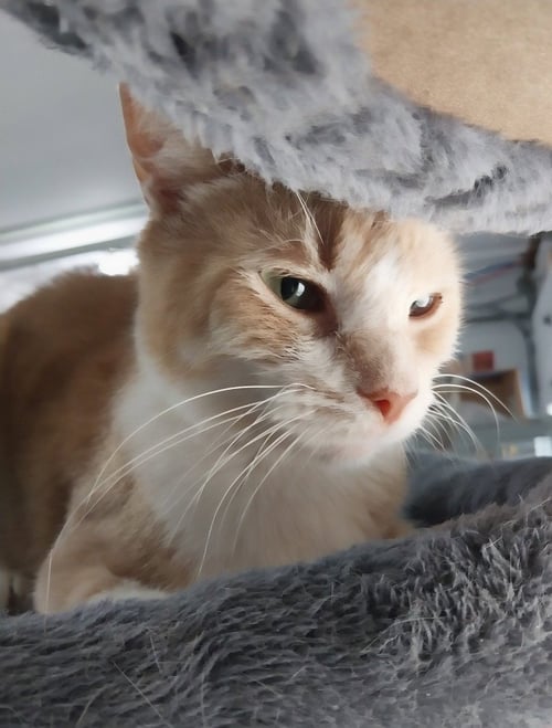 TUGGLES * IN FOSTER * - Domestic Short Hair available for adoption