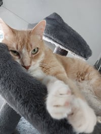 Tuggles * IN FOSTER * - Photo 1