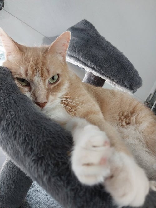 TUGGLES * IN FOSTER * - Domestic Short Hair available for adoption