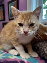 Tuggles * IN FOSTER * - Photo 3