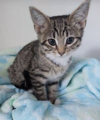 Ms. Plymouth * IN FOSTER * - Photo 2
