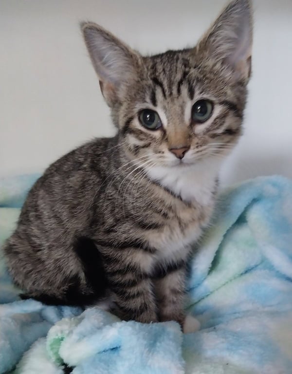 Ms. Plymouth * IN FOSTER * Image