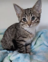 Ms. Plymouth * IN FOSTER * - Photo 1