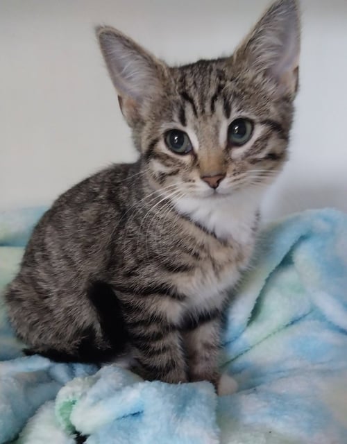 MS. PLYMOUTH * IN FOSTER * - Domestic Short Hair available for adoption