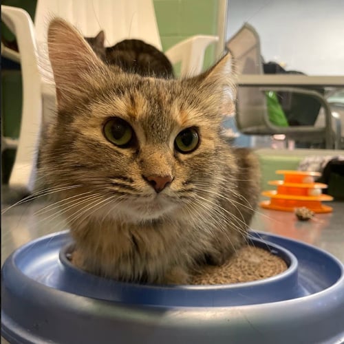 HELEN OF TROY - Domestic Long Hair available for adoption
