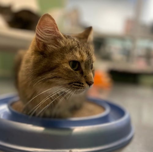 HELEN OF TROY - Domestic Long Hair available for adoption