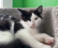 Oyster * IN FOSTER * - Photo 3