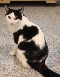 Oyster * IN FOSTER * - Photo 2