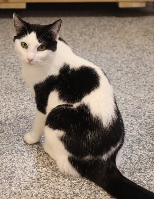 OYSTER * IN FOSTER * - Domestic Short Hair available for adoption