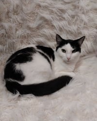 Oyster * IN FOSTER * - Photo 1