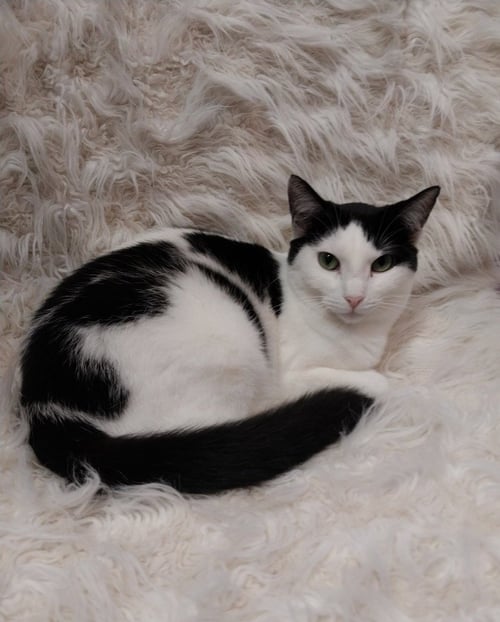 OYSTER * IN FOSTER * - Domestic Short Hair available for adoption