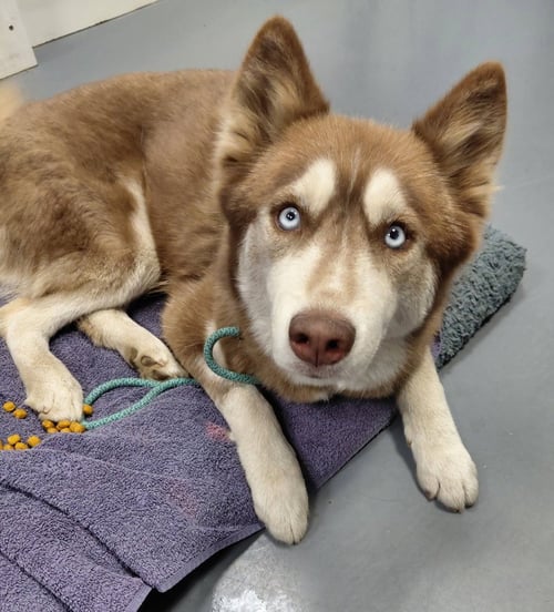KITA - Siberian Husky available for adoption
