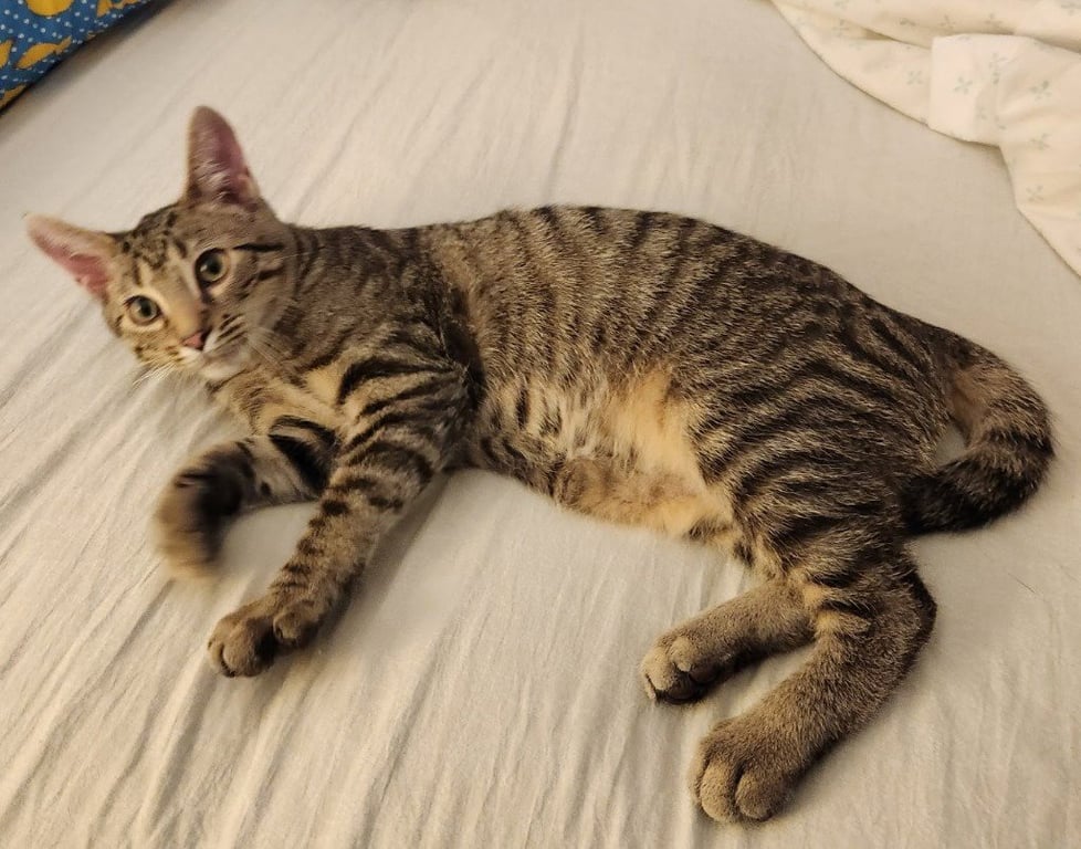 Ziggy Stardust *IN FOSTER Image