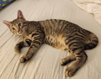 Ziggy Stardust *IN FOSTER - Photo 1
