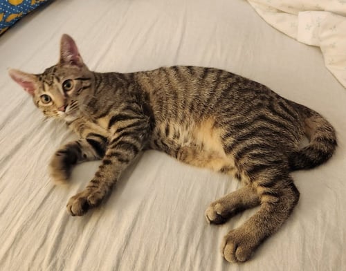 ZIGGY STARDUST *IN FOSTER - Domestic Short Hair for adoption in South Bend