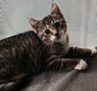 Cord * IN FOSTER * - Photo 1