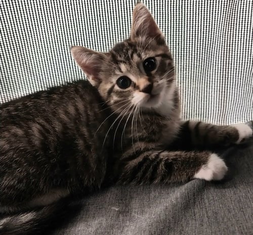 CORD * IN FOSTER * - Domestic Short Hair available for adoption