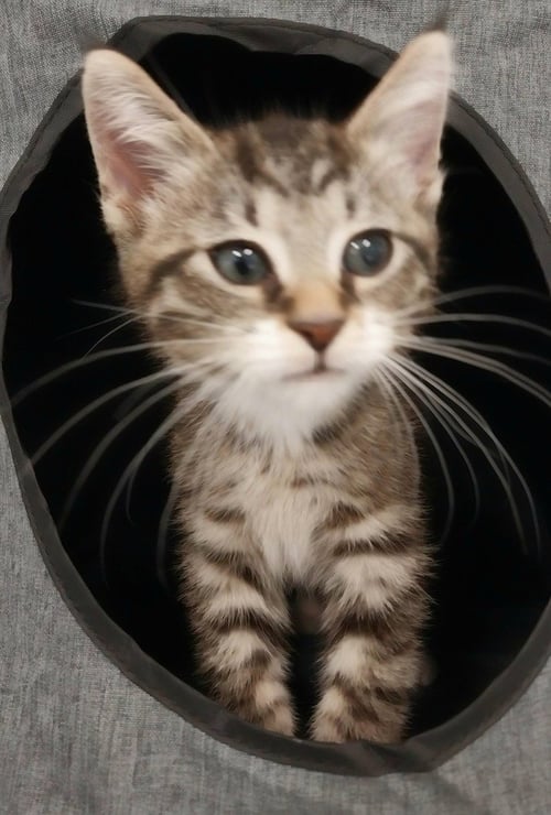 CORD * IN FOSTER * - Domestic Short Hair available for adoption