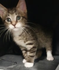 Cord * IN FOSTER * - Photo 3