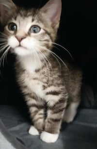Cord * IN FOSTER * - Photo 4