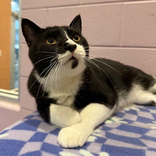 ANTONIO - Domestic Short Hair available for adoption