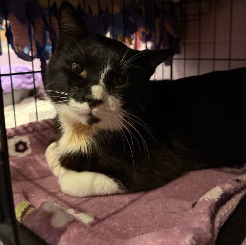 ANTONIO - Domestic Short Hair available for adoption
