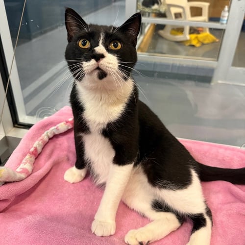 ANTONIO - Domestic Short Hair available for adoption