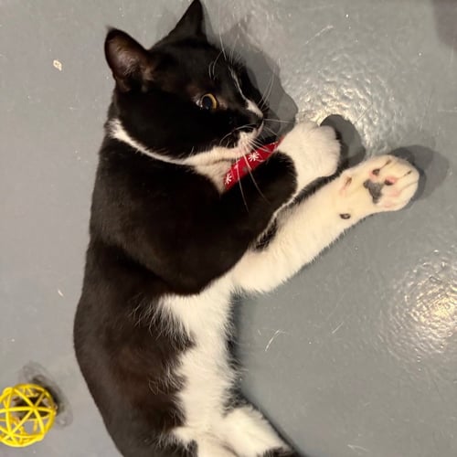 ANTONIO - Domestic Short Hair available for adoption