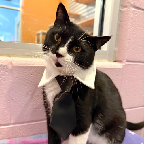 ANTONIO - Domestic Short Hair available for adoption