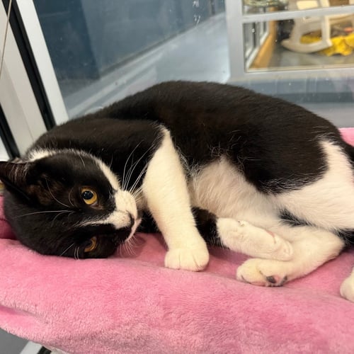 ANTONIO - Domestic Short Hair available for adoption