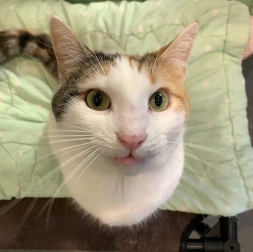 JULIA - Domestic Short Hair available for adoption