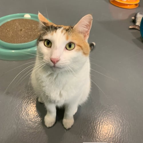 JULIA - Domestic Short Hair available for adoption