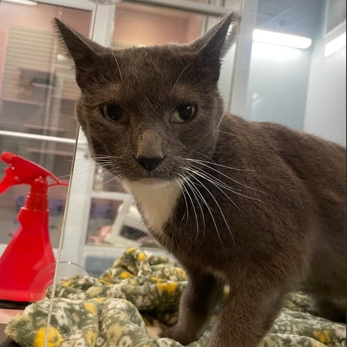 JAZZ - Domestic Short Hair available for adoption