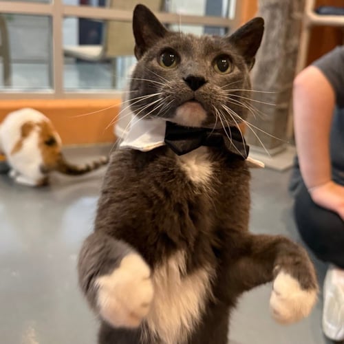 JAZZ - Domestic Short Hair available for adoption