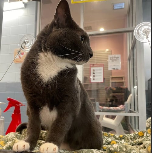 JAZZ - Domestic Short Hair available for adoption
