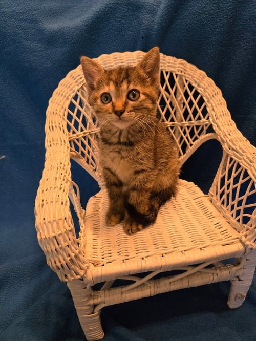 NORDIE *IN FOSTER* - Domestic Short Hair for adoption in South Bend