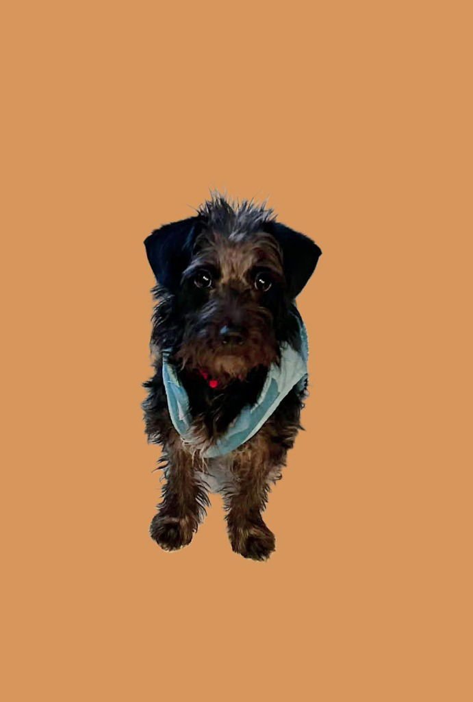 ASH - Poodle (unknown type) / Jack Russell Terrier available for adoption