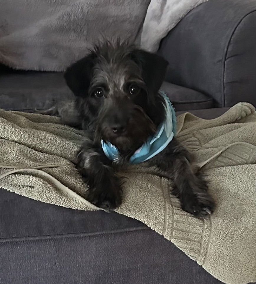 ASH - Poodle (unknown type) / Jack Russell Terrier available for adoption