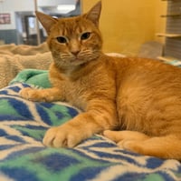 Tawny - Photo 1