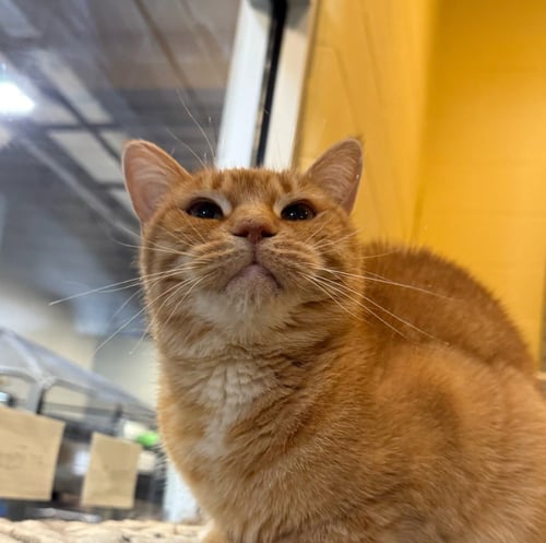 TAWNY - Domestic Short Hair available for adoption