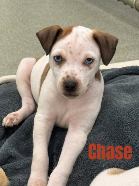 Chase-in a foster home Image