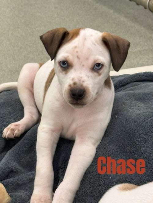 CHASE-IN A FOSTER HOME - Terrier / Hound available for adoption