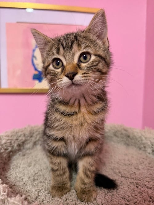 HAZELNUT "HAZEL"  * IN FOSTER * - Domestic Short Hair available for adoption