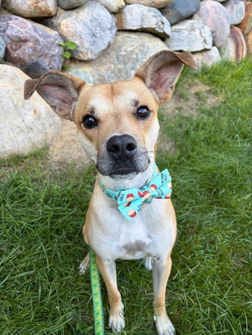 BLAKE-IN A FOSTER HOME - Shepherd / Terrier available for adoption