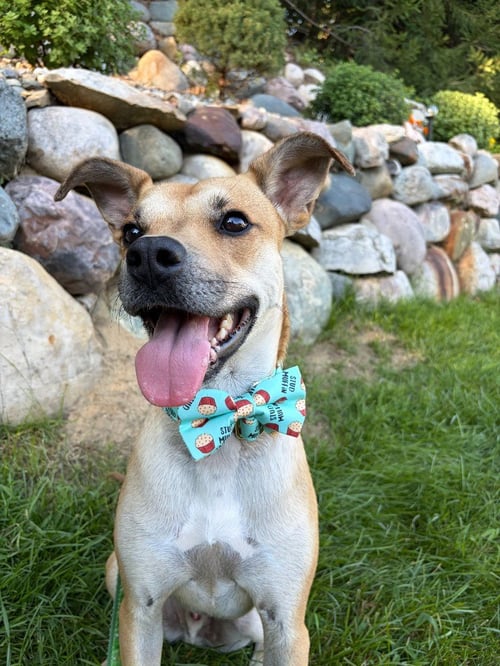 BLAKE-IN A FOSTER HOME - Shepherd / Terrier available for adoption