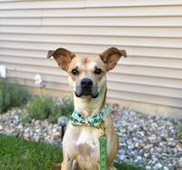 Blake-in a foster home - Photo 4