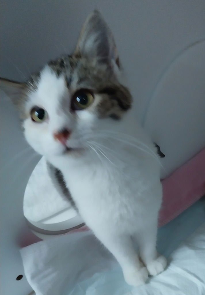 JOSIE DO * IN FOSTER * - Domestic Short Hair available for adoption