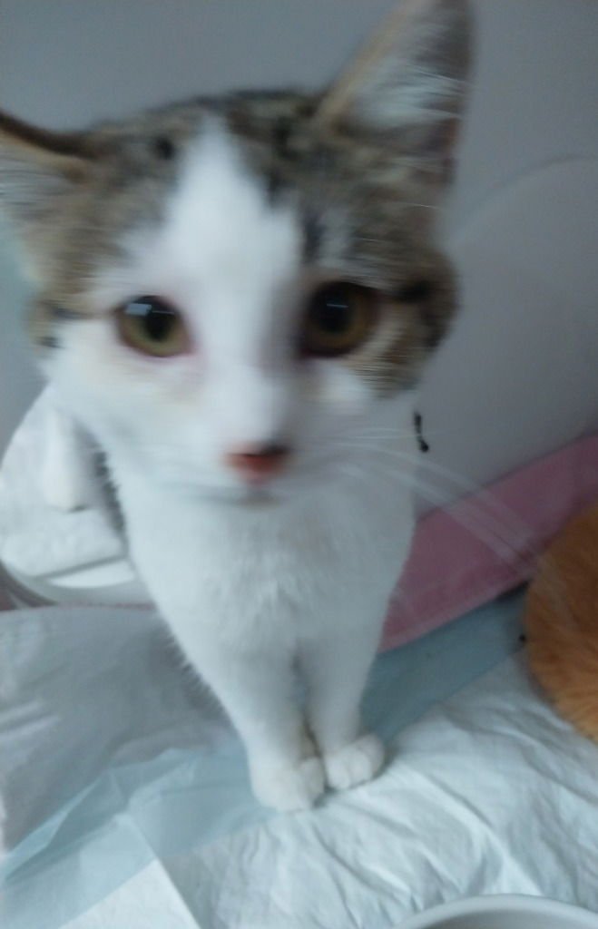 JOSIE DO * IN FOSTER * - Domestic Short Hair available for adoption