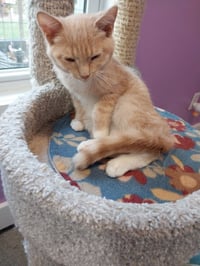 Syrup (formerly Justice) - Photo 3
