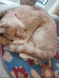 Syrup (formerly Justice) - Photo 4